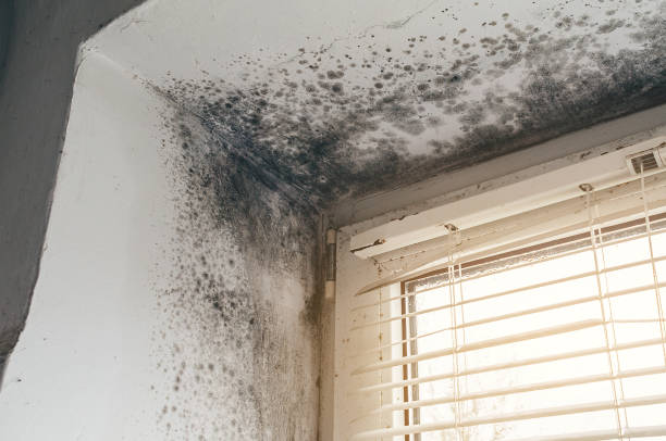 Affordable Mold Remediation solutions in Myersville, MD